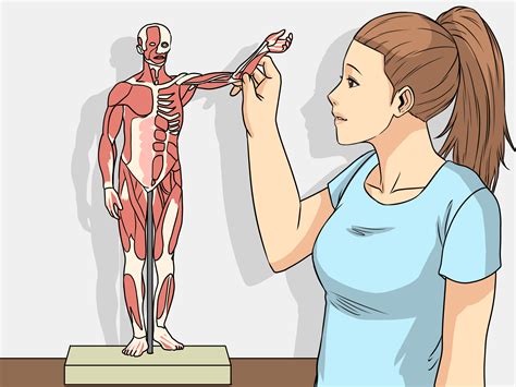 Simple Ways To Study Muscle Anatomy 12 Steps With Pictures Wiki