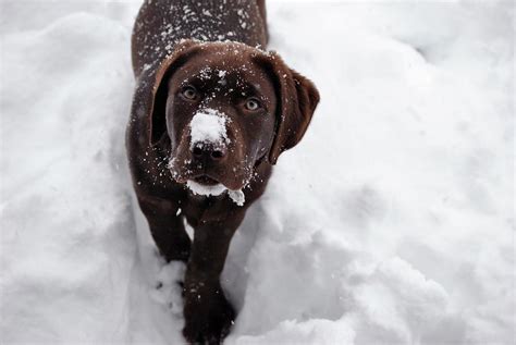 Timber In The Snow Photograph By Michael Bodewitz