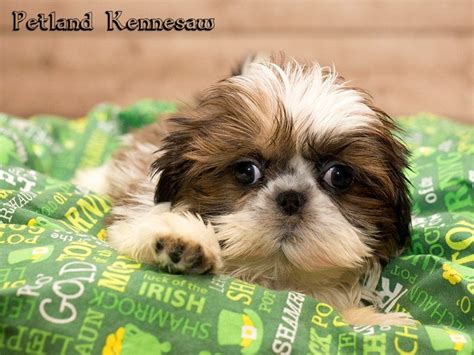 Collection by puppy care hq. Shih Tzu Puppies for Sale - This Breed is Absolutely Fabulous! - Petland Kennesaw