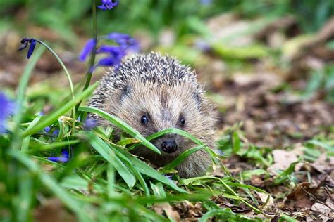Want Hedgehogs To Nest In Your Garden Here Are Some Tips