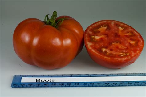 Tomato Varieties Rutgers Njaes