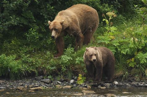 Kodiak Brown Bears By Skeeze