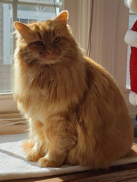 Long Haired Orange Tabby Cat Kitten