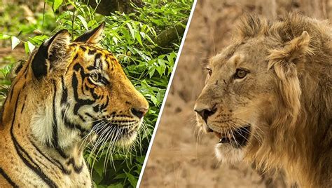 Asiatic Lion Vs Bengal Tiger