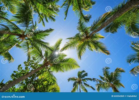 Coconut Palm Trees Perspective View Stock Image Image Of Green