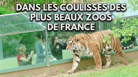 Dans Les Coulisses Des Plus Beaux Zoos De France Thoiry La Palmyre