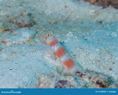 Bar Goby Stock Photos Free And Royalty Free Stock Photos From Dreamstime