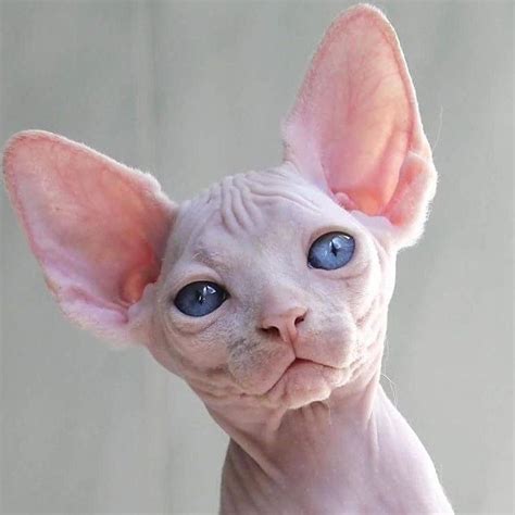 16 Sphynx Cat Pictures That Will Blow Your Mind Sphynx Cat Cat