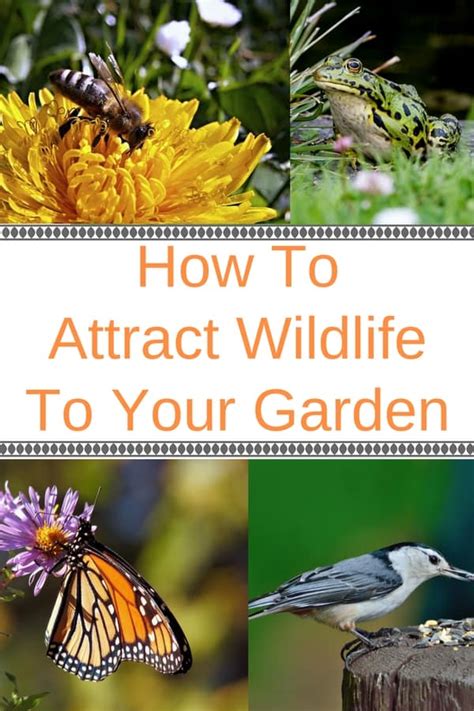 Wildlife Gardening How To Attract Wildlife To Your Garden