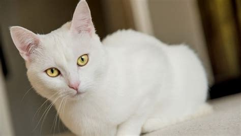 American Shorthair Colours Full Guide My British Shorthair Cat