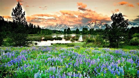 Landscape With Mountain Lake And Flowers Wallpapers