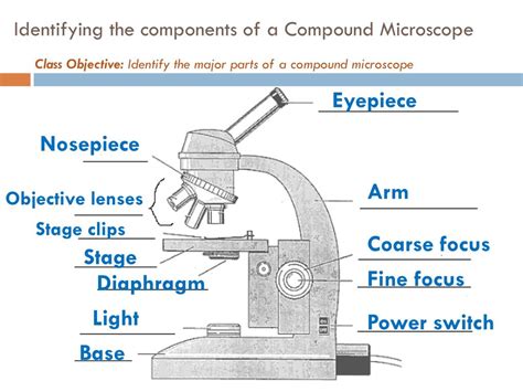 Ppt Identifying The Components Of A Compound Microscope Powerpoint