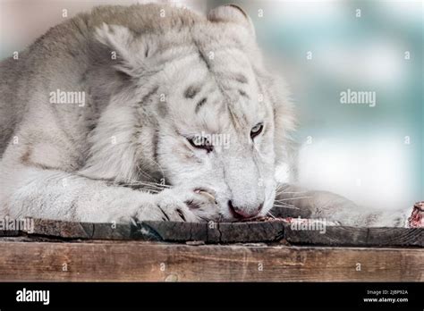 White Tiger Panthera Tigris Eating Raw Meat On Wooden Platform Close