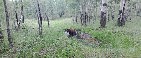 Bigfoot Cameras Game And Trail Cameras