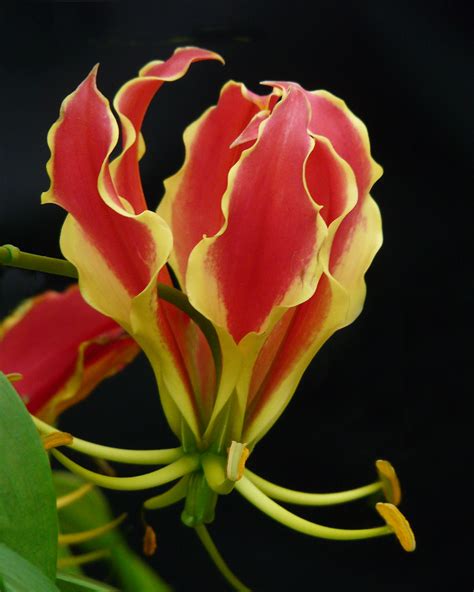 Flame Lily An Exotic Colorful Beauty Also Known As Glory Flickr