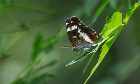 Decline In Over Three Quarters Of Uk Butterfly Species Is Final
