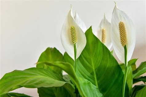 Peace Lily Flowers Turning Green How To Fix Green Peace Lily Blooms