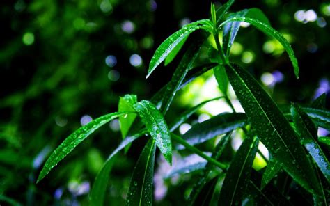 Green Plant Leaf Leaves Water Drop Water Beads Macro Bokeh Hd Wallpaper