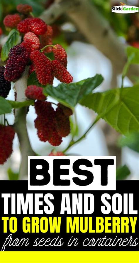 Best Time And Soil To Grow Mulberry From Seeds In Containers Mulberry
