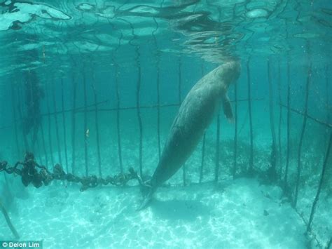 Pictures From Indonesia Show Rare Dugong Mother Chained And Caged Underwater Daily Mail Online