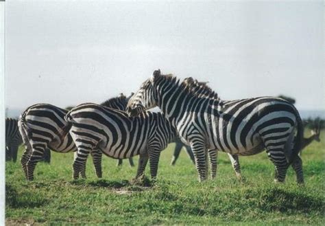 Cooling Effect Of Zebra Stripes Observed In The Wild For The First Time