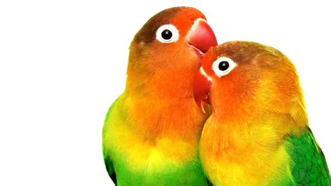 Birds Kissing Youtube