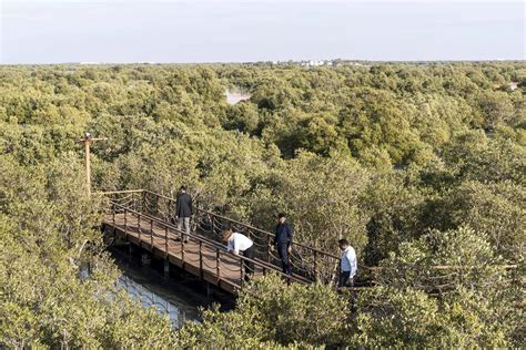Abu Dhabis Mangrove Walk Is Now Open To The Public