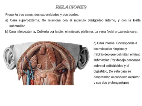 Glándulas Submaxilar Y Sublingual