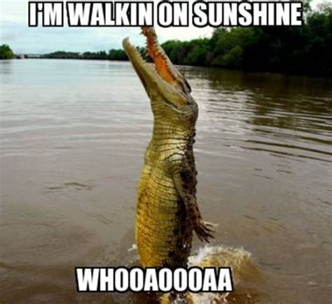 Funny Alligator Or Crocodile Cant Tell Animal Captions Funny