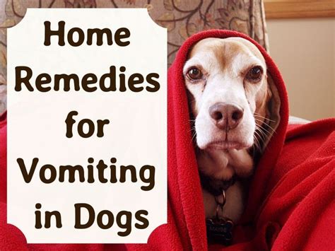 Effective Home Remedies For Vomiting Dogs Dog Upset Stomach Remedies