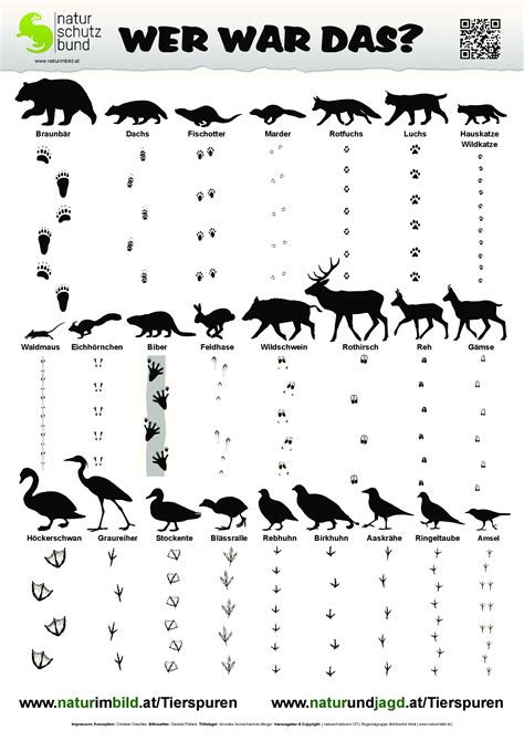 Tierspuren im schnee geben einen interessanten einblick in die gewohnheiten der tierwelt. Tierspurenbestimmungsblatt, Spuren von 25 heimischen ...