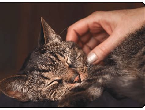 Estrus In A Spayed Cat Todays Veterinary Practice