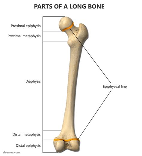 Educational medical diagram with sternum, vertebra, patella, cuneiforms and femur. Long Bone Anatomy: Structure and Parts of Long Bones