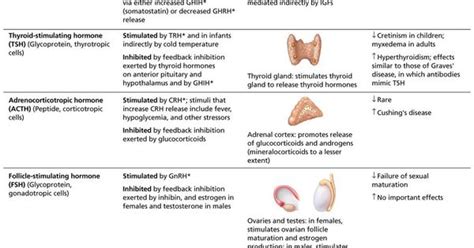 The Endocrine System Fnp Pinterest Medical Anatomy And School