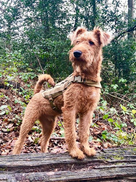 Puppy kindergarten classes are essential for the welshie. Irish Terrier Info, Temperament, Puppies, Pictures