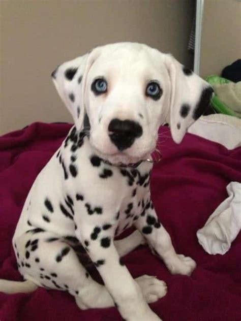 top  worlds cutest puppy breeds    dog digest