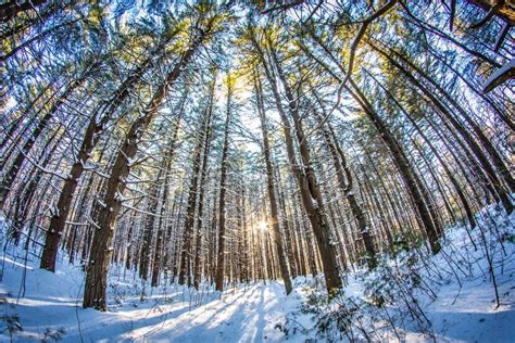 Snowy Pine Forest View With Sun Shining Through Stock Image Image Of