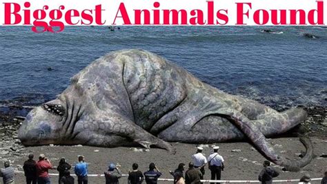 Top 10 Largest Animals In The World Big Animals Animals Large Animals