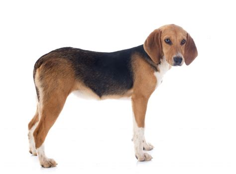 Russian Setter Vs Beagle Harrier Breed Comparison