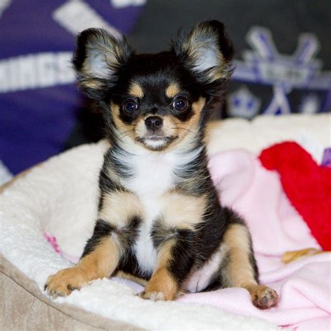 Will X Raisin Black And Tan Longcoat Female Chihuahua Puppy