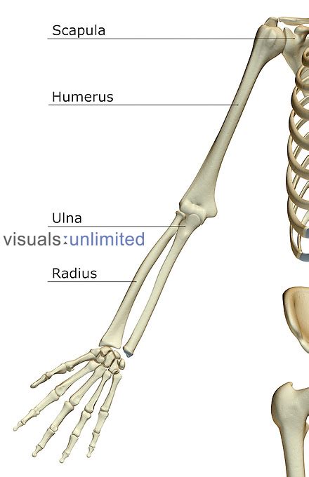 The Bones Of The Upper Limb Visuals Unlimited
