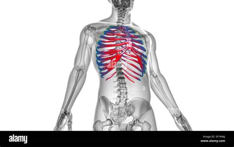 Anatomie Du Squelette Humain Rib Cage 3d Rendering For Medical Concept