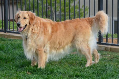 What Are The Developmental Stages Of A Golden Retriever Coat 2023