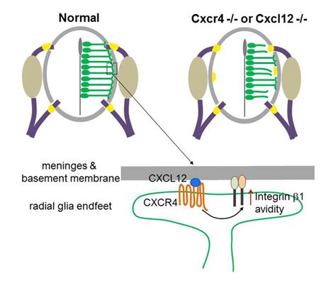 Chemokine Signalling Controls Integrity Of Radial Glial Scaffold In