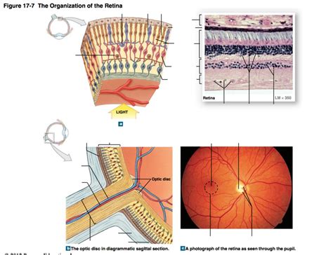 Figure 17 7 The Organization Of The Retina Diagram Quizlet