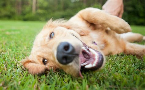 Maybe you would like to learn more about one of these? Día Mundial del Perro 2020. Por qué se celebra el 21 de julio