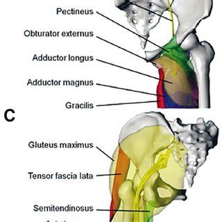 Tensor faschia latae is the muscle that controls what? Surface models of the hip joint muscles and their ...
