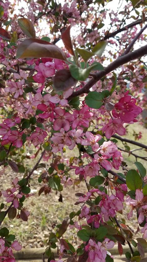 All evergreen trees (pine can be a nice shade tree if the lower branches are cleared up) have finer roots that won't damage foundations or driveways. Flowering crab apple | Crab apple, Plants, Tree
