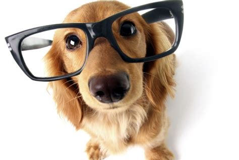 Dogs Wearing Glasses Dog Fancast