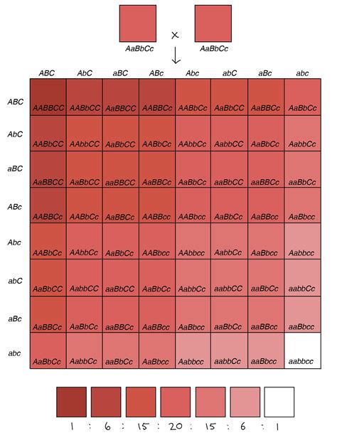 Some of the worksheets for this concept are punnett square work, punnett squares answer key, bikini bottom genetics name, chapter 10 dihybrid cross work, monohybrid punnett square practice. Multiple Alleles And Polygenic Traits Worksheet Answers ...